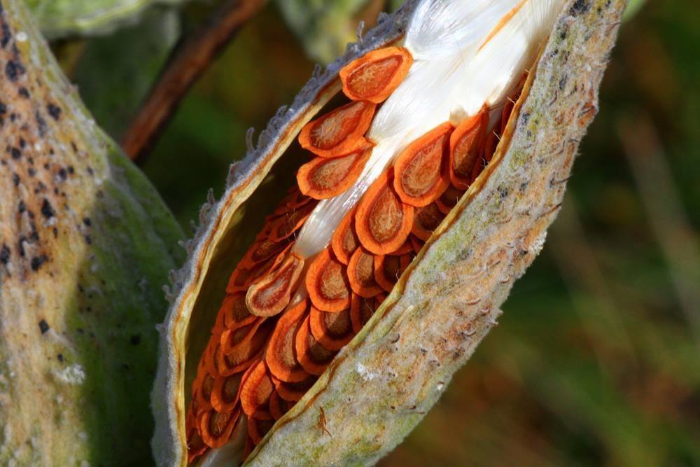 Milkweed pod at Canaan Valley National Wildlife Refuge