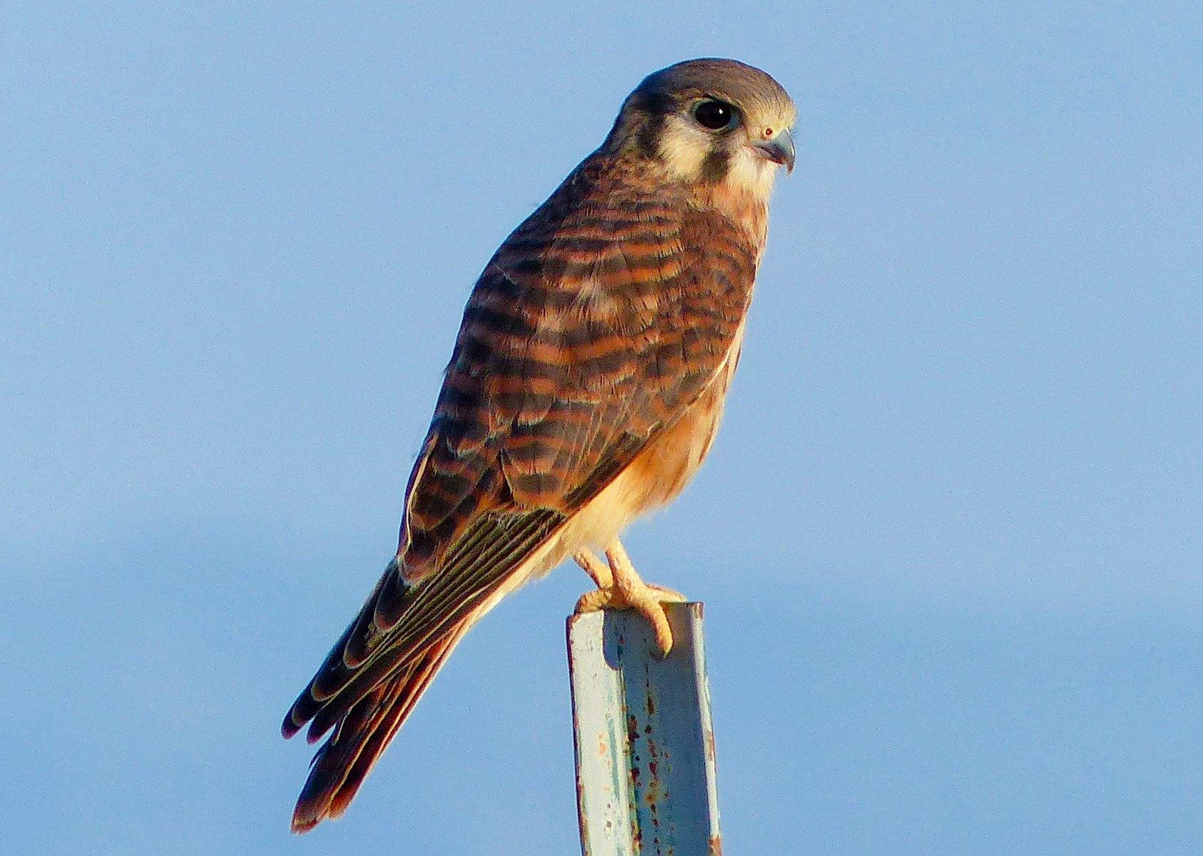 American Kestrel at Valle de Oro National Wildlife Refuge