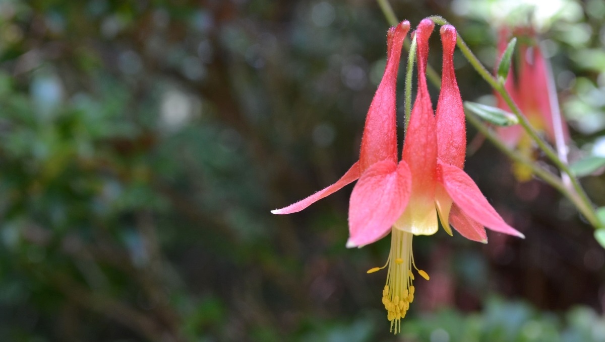 Red columbine