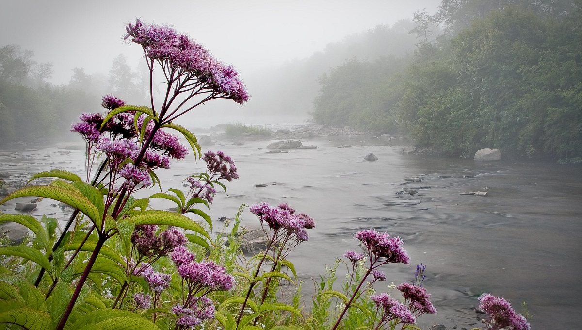 Flowers at Canaan Valley NWR