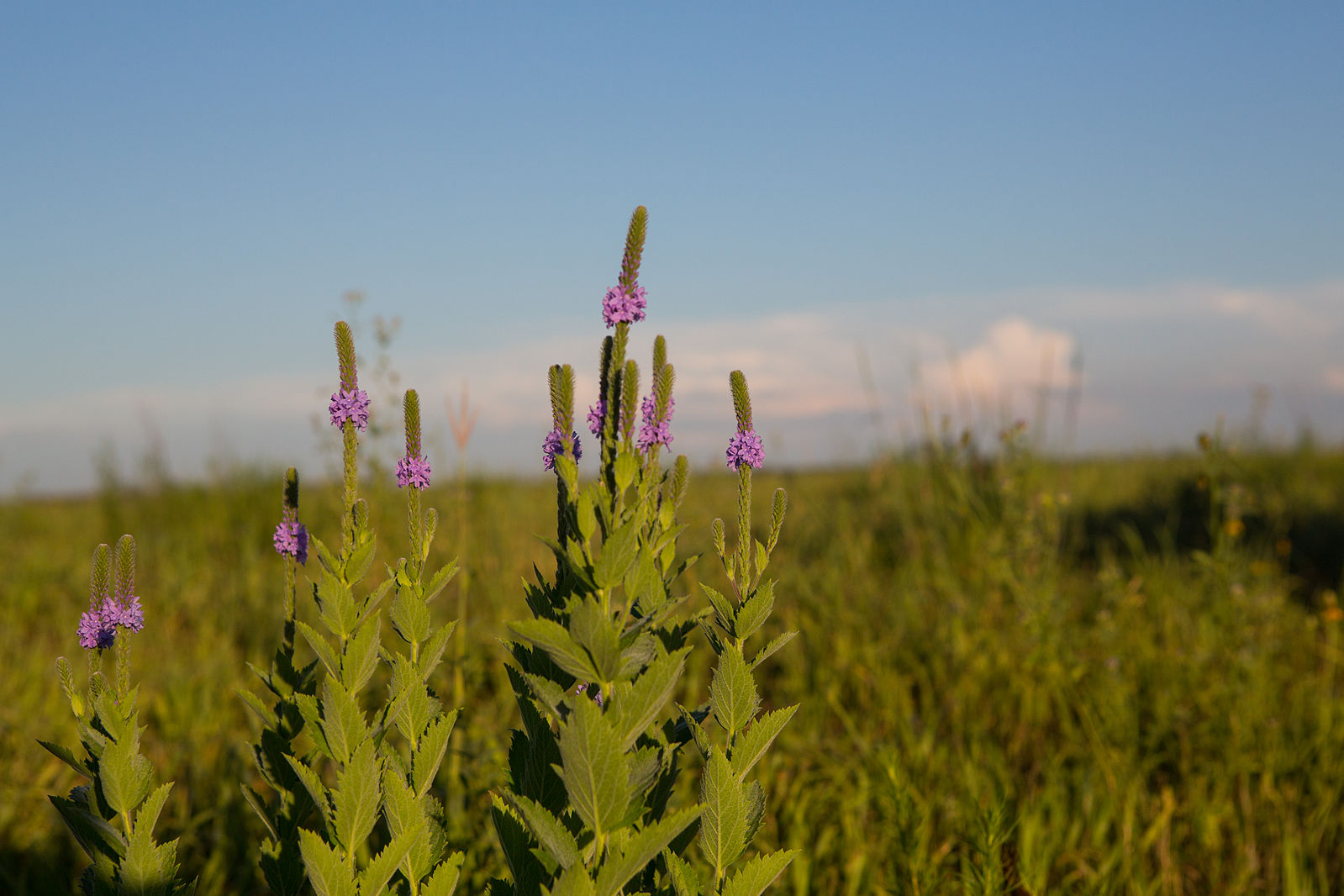 USFWS Midwest