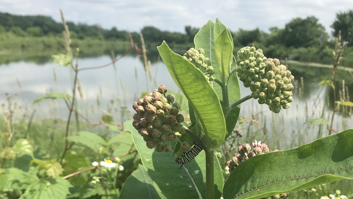 Monarch caterpillar on milkweed at Minnesota Valley NWR