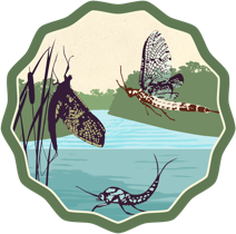 Mayfly Watch Logo